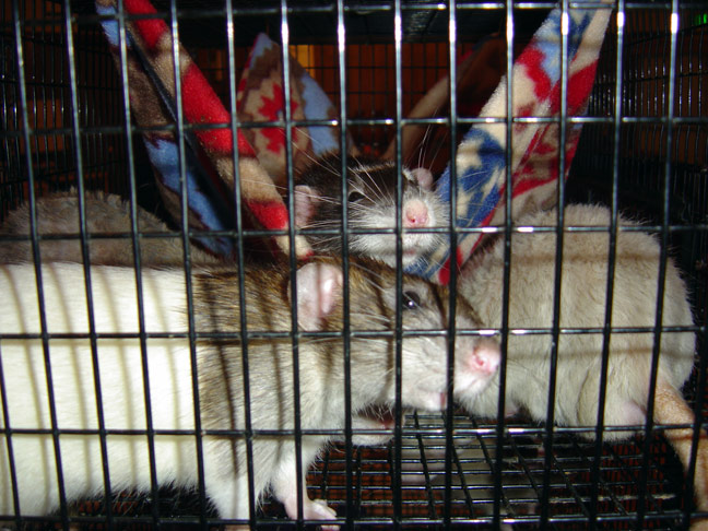 rats available